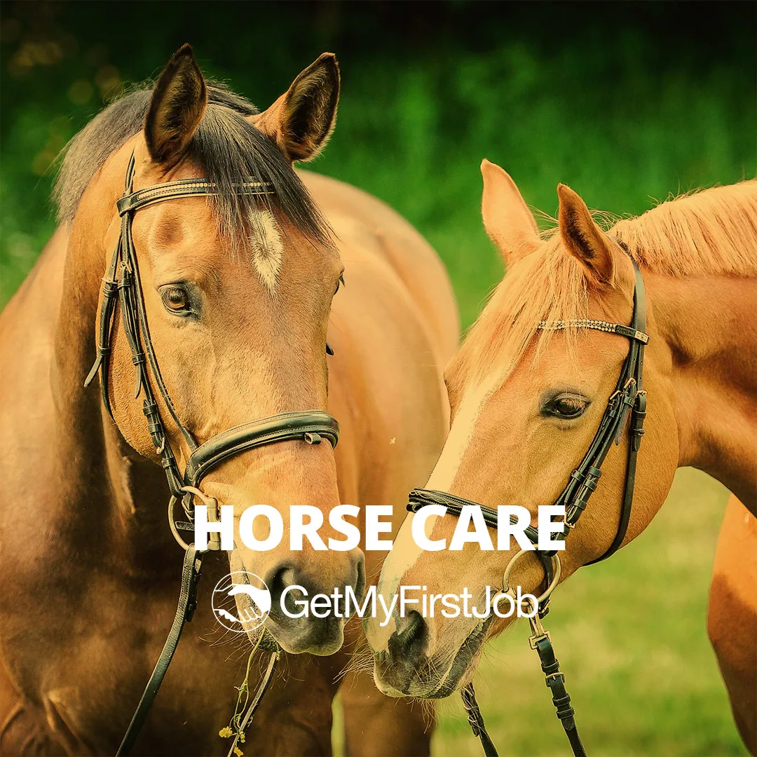 Two horses in a field